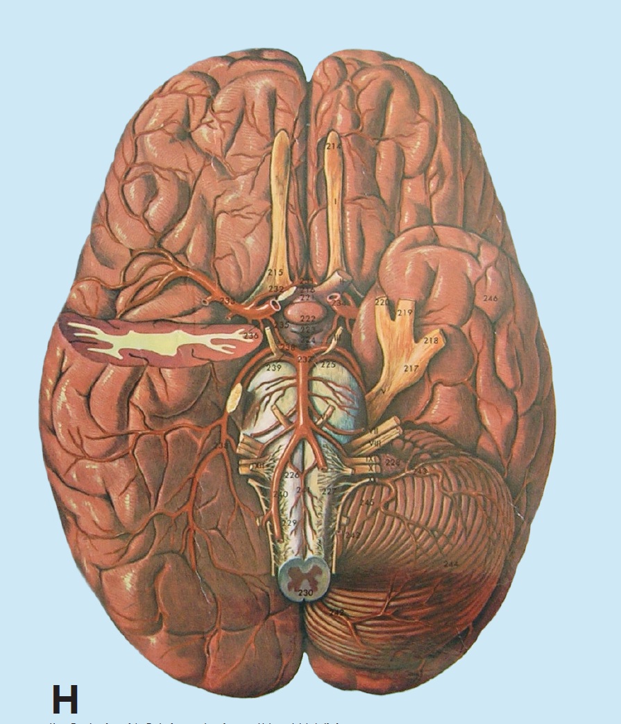 Biology 271 - A & P Unit 2